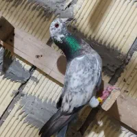 گوره  دورگ سر سفید