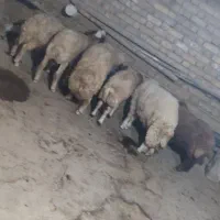 ۶بره نر کاور گوسفند