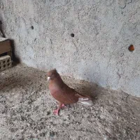کبوتر|پرنده|اهواز, فولاد|دیوار