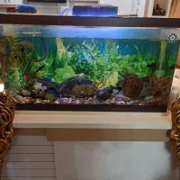 اکواریوم شرکتی ۱متری|ماهی|اسکو, |دیوار