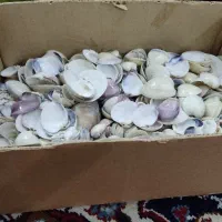 صدف طبیعی|صنایع دستی و سایر لوازم تزئینی|خرمشهر, |دیوار