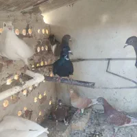 کبوتر و کفتر