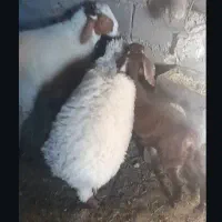 بره ...‌.