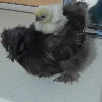 تخم مرغ ابریشمی|حیوانات مزرعه|بهارستان, |دیوار