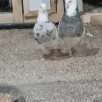 جفت طوقی درجه یک ...