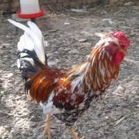 تخم نطفه دار مرغ گلین و لاری تضمینی|حیوانات مزرعه|لواسان, |دیوار