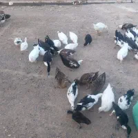 غاز و اردک بالغ