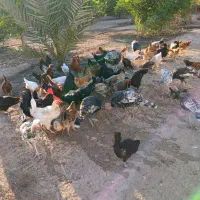 مرغ خروس و بوقلمون|حیوانات مزرعه|دزفول, |دیوار