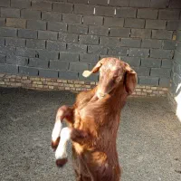 بزغاله نر|حیوانات مزرعه|انبارآلوم, |دیوار