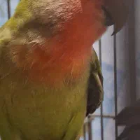 طوطی برزیلی یک جفت|پرنده|سنندج, |دیوار