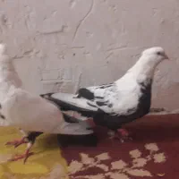 جفت کبوتر دمسیاه هویزه|پرنده|اهواز, دغاغله|دیوار
