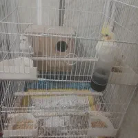 فروش یه جفت عروس هلندی نروماده باقفس. تمام وسایلش