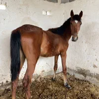 پنج‌راس اسب