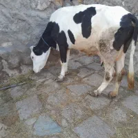 گاو شیری سیمنتال ۹گیلو شیر ۱ماهه بهر گرفته