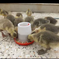 جوجه غاز ۱۸روزه ۳۵۰