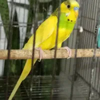 مرغ عشق نر زیبا