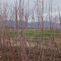 درخت دو ساله|خدمات باغبانی و درختکاری|نیشابور, فضل|دیوار