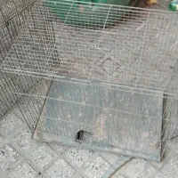 قفس پرنده  قفس مرغ عشق قناری