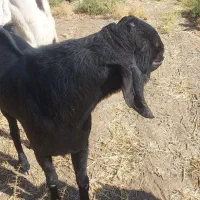 کارگر برای دامداری