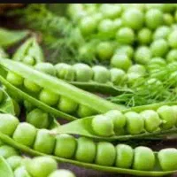 نخود فرنگی۳۹ باقالی ۱۴