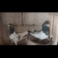 کبوتر پاکستانی|پرنده|قشم, |دیوار