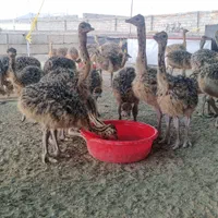 فروش جوجه گردن ابی شترمرغ آذربایجانشرقی|حیوانات مزرعه|تبریز, |دیوار