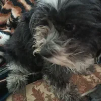 شیتزو مالتیز واگذاری|سگ|کرج, کیانمهر|دیوار