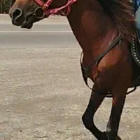 اسب دزدیده شده...