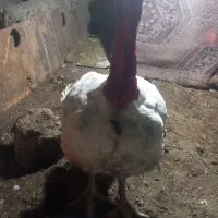 اجفت بوقلمون نروماده،گوشتی