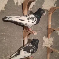 کبوتر کله سیاه جفتی|پرنده|مرودشت, رامجرد یک|دیوار