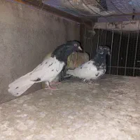 کفتر کل سیاه|پرنده|قم, سید معصوم|دیوار