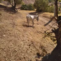 خر دوسال نر هست برناموس کسی۰که الکی زنگ بزنه|حیوانات مزرعه|پاپی, |دیوار