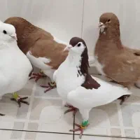 پشتی ،شهری|پرنده|مرودشت, فرهنگ|دیوار