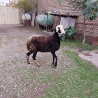 یک راس شیشک داشتی|حیوانات مزرعه|علی‌آباد کتول, |دیوار