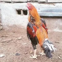 تخم مرغ لاری