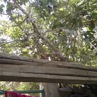 تخته بنایی|مصالح و تجهیزات ساختمان|نسیم‌شهر, |دیوار