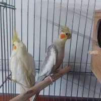 عروس هلندی مولد