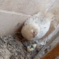 مرغ و خروس