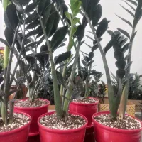 زاموفیلیا سوپر بلک|گل و گیاه طبیعی|اندیشه, شهرک مریم|دیوار