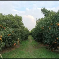 میوه چینی در ترکیه