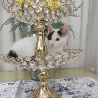 کوله یا باکس گربه کوچولو