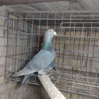 ماده زاغ.کوهی.گوره.سبز|پرنده|اهواز, سلطانمنش|دیوار