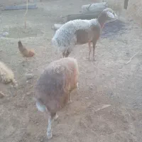 گوسفند‌تخمی‌جوان‌بابره350000|حیوانات مزرعه|تربت جام, باغ سنگان سفلی|دیوار