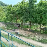 پرستار خانم سمت رستم اباد