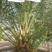 پاجوش نخل پیارم