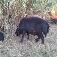 قوچ|حیوانات مزرعه|مزرعه کتول, |دیوار