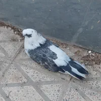 کفتر نوک قنار