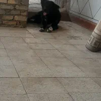 سگ گله