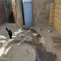 جفتی 400 همه باهم یک ملیون پونصد|پرنده|بانه, |دیوار