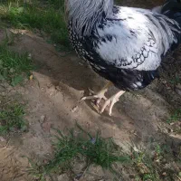 خروس ویاندوت سیلور